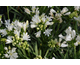 Agapanthus Double Diamond