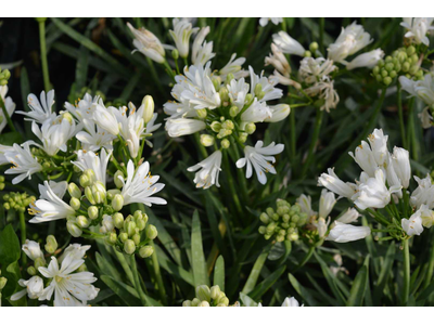 Agapanthus