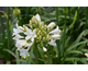 Agapanthus