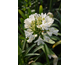 Agapanthus Ever White