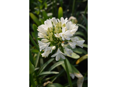 Agapanthus