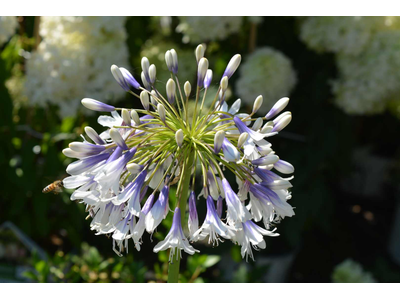 Agapanthus