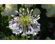 Agapanthus Fireworks