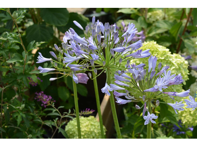 Agapanthus