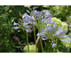 Agapanthus Graphite Blue