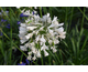 Agapanthus Graphite White