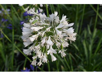 Agapanthus