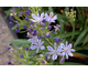 Agapanthus L'Amour d'Etè Bleu