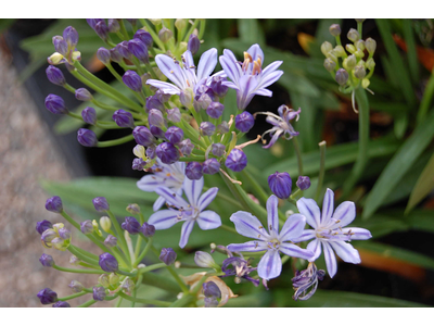 Agapanthus