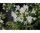 Agapanthus L'Amour d'Etè Blanc