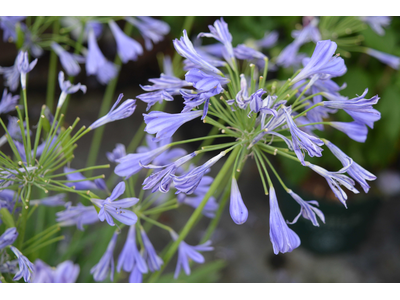 Agapanthus