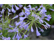 Agapanthus Lapis Lazuli