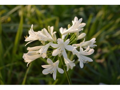 Agapanthus