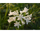 Agapanthus