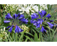 Agapanthus Midnight Sky