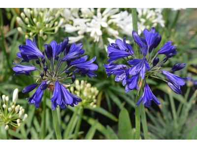 Agapanthus