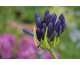 Agapanthus Midnight Dream ®
