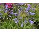 Agapanthus Navy Blue