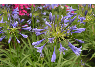 Agapanthus