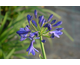 Agapanthus