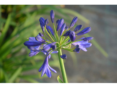 Agapanthus