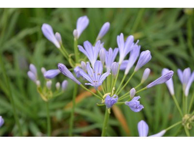 Agapanthus