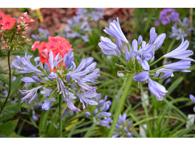 Agapanthus africanus