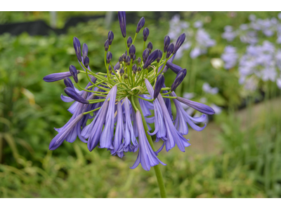 Agapanthus praecox