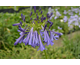 Agapanthus praecox Polar Star