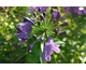 Agapanthus Poppin' Purple