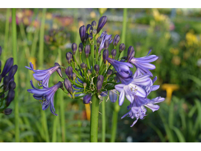 Agapanthus