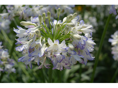 Agapanthus