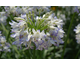 Agapanthus Sea Breeze