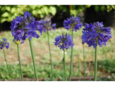 Agapanthus