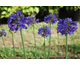 Agapanthus