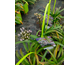 Agapanthus