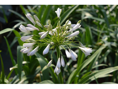 Agapanthus