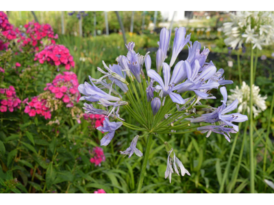 Agapanthus africanus