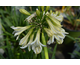 Agapanthus Emerald Ice