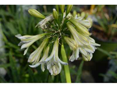 Agapanthus
