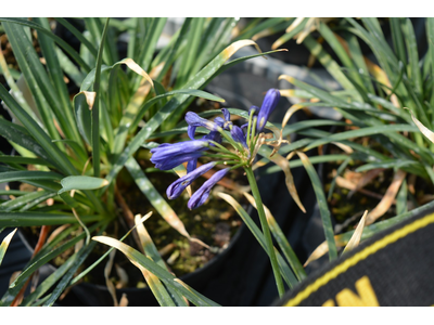Agapanthus