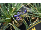 Agapanthus Flower of Love