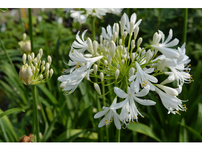 Agapanthus praecox