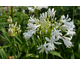 Agapanthus praecox Getty White