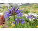 Agapanthus praecox Headbourne Blue