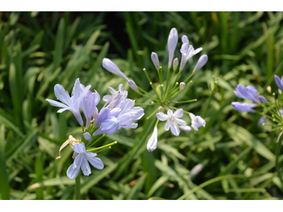 Agapanthus praecox