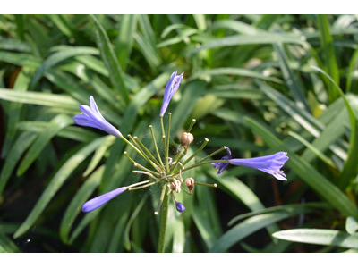 Agapanthus praecox