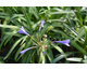 Agapanthus praecox Tornado ®