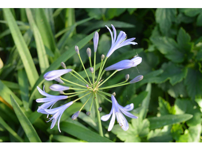 Agapanthus umbellatus (africanus)