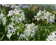 Agapanthus umbellatus (africanus) Albus